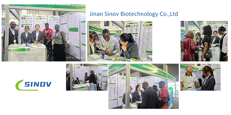 Breviscapine factory Breviscapine factory